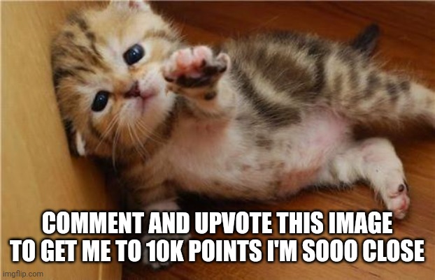 I'm not upvote begging its your choice | COMMENT AND UPVOTE THIS IMAGE TO GET ME TO 10K POINTS I'M SOOO CLOSE | image tagged in help me kitten,not upvote begging | made w/ Imgflip meme maker