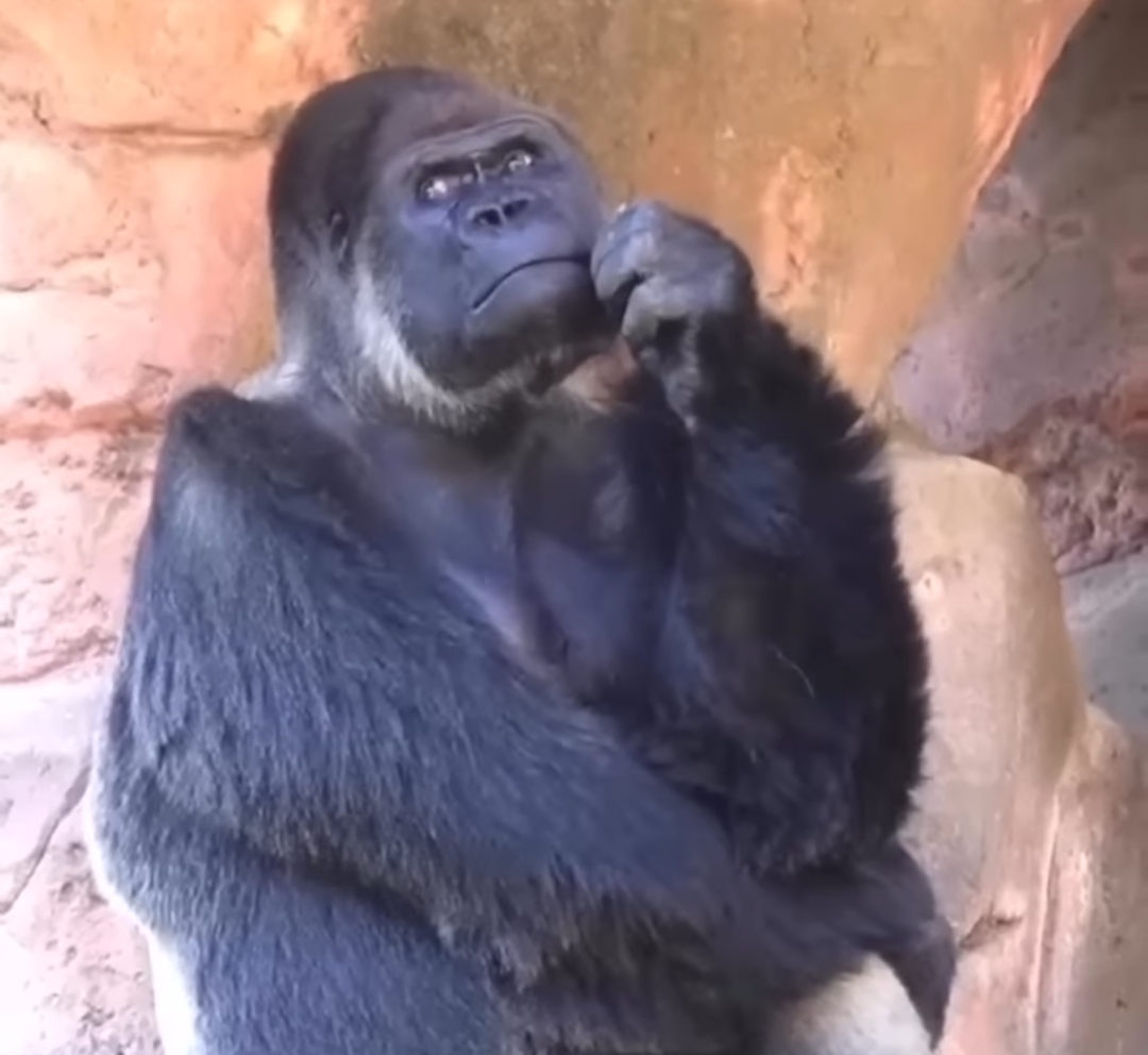 Thinking gorilla Blank Meme Template