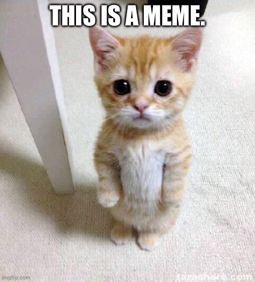 Cute Cat Meme | THIS IS A MEME. | image tagged in memes,cute cat | made w/ Imgflip meme maker