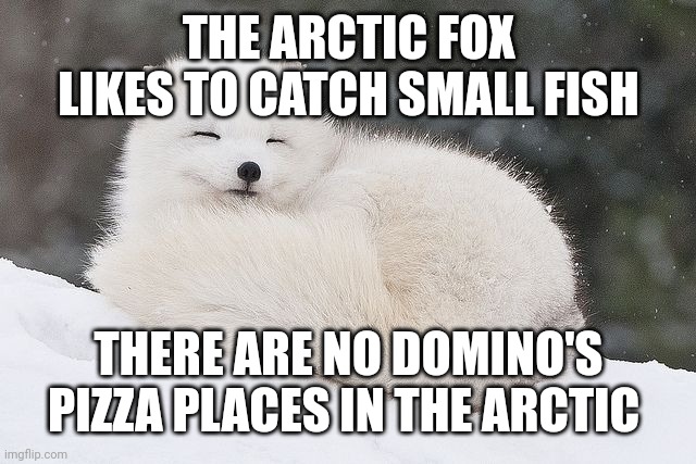 THE ARCTIC FOX LIKES TO CATCH SMALL FISH THERE ARE NO DOMINO'S PIZZA PLACES IN THE ARCTIC | made w/ Imgflip meme maker
