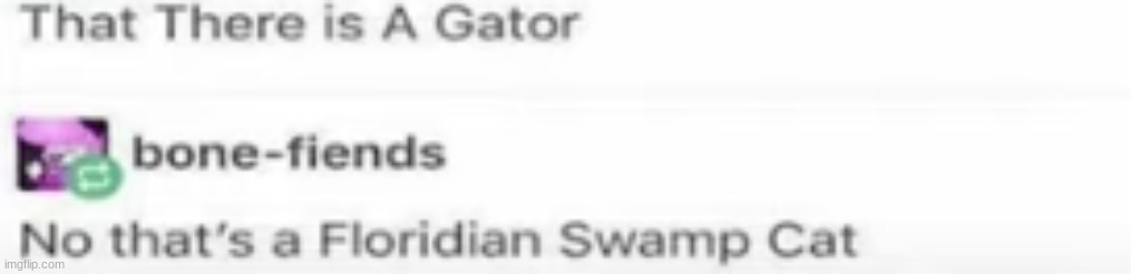 Flodarian swamp cat | image tagged in florida,swamp,cat,gator,alligator | made w/ Imgflip meme maker