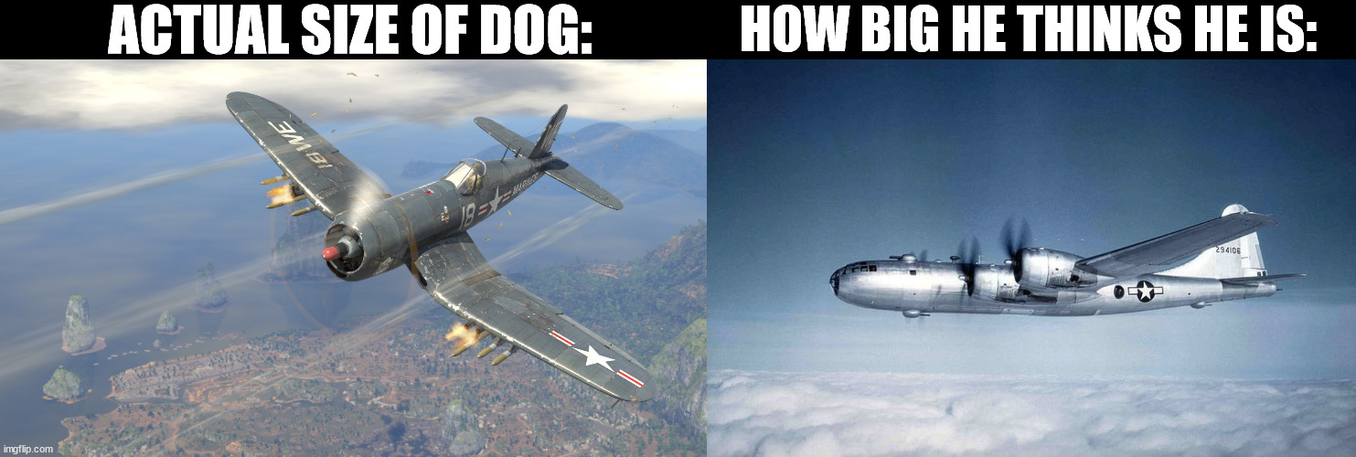 = | ACTUAL SIZE OF DOG:; HOW BIG HE THINKS HE IS: | image tagged in f4u-4,b-29 hiroshima ww2 japan usa | made w/ Imgflip meme maker