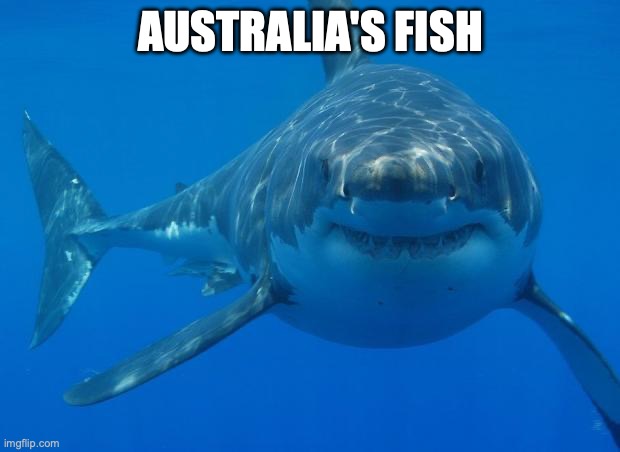 Straight White Shark | AUSTRALIA'S FISH | image tagged in straight white shark | made w/ Imgflip meme maker