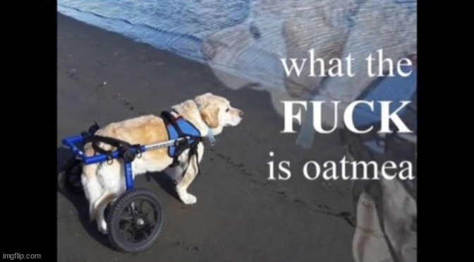 wtf is oatmeal | image tagged in wtf is oatmeal | made w/ Imgflip meme maker