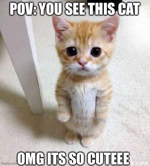 when you see a cat | POV: YOU SEE THIS CAT; OMG ITS SO CUTEEE | image tagged in memes,cute cat | made w/ Imgflip meme maker