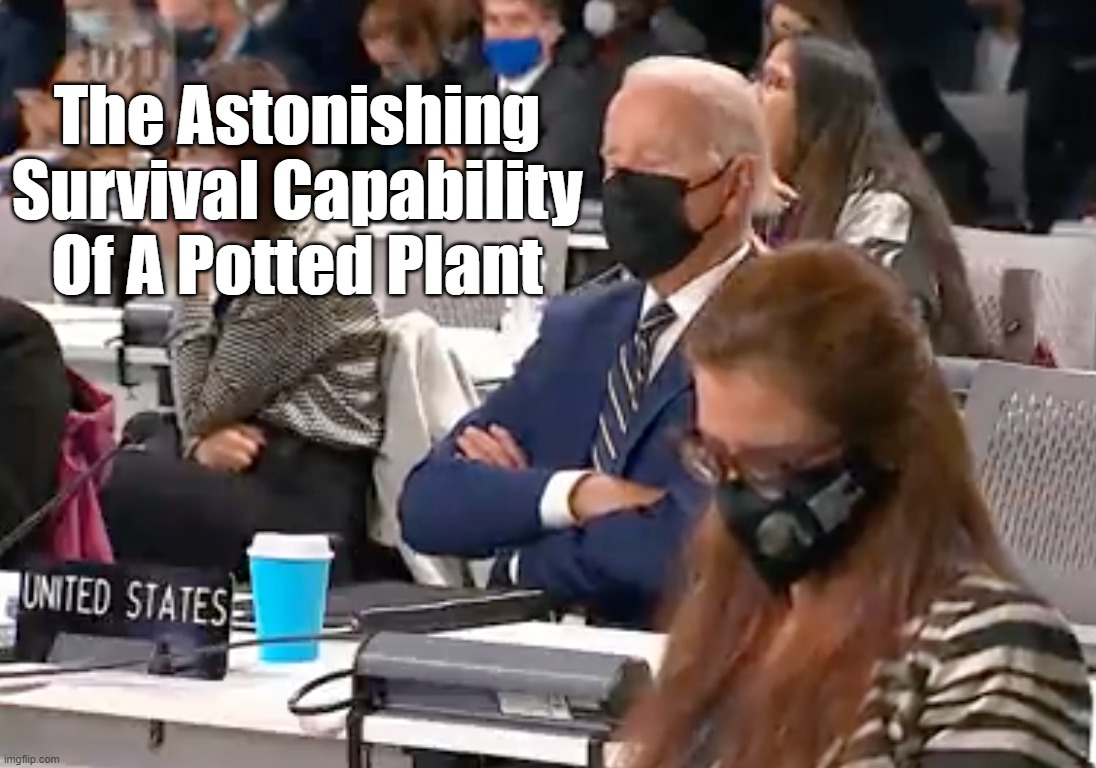 biden napping | The Astonishing Survival Capability Of A Potted Plant | image tagged in biden napping | made w/ Imgflip meme maker