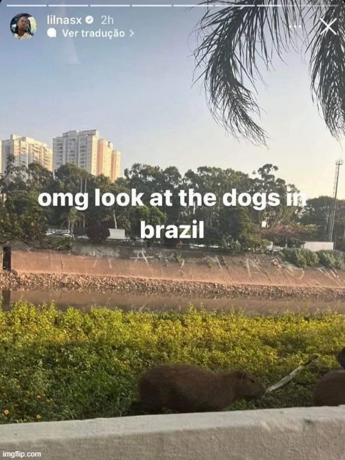 Brazilian Dogs are the best!!!! | made w/ Imgflip meme maker