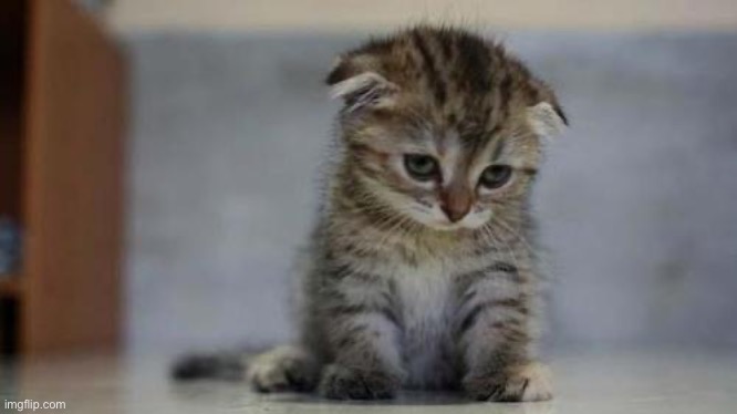 Sad kitten | image tagged in sad kitten | made w/ Imgflip meme maker