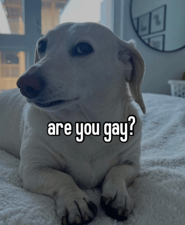 High Quality are you gay dog Blank Meme Template