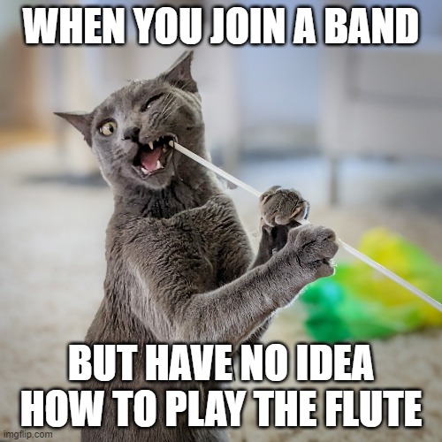 Funny Cat | WHEN YOU JOIN A BAND; BUT HAVE NO IDEA HOW TO PLAY THE FLUTE | image tagged in funny memes,cats,band,flute | made w/ Imgflip meme maker