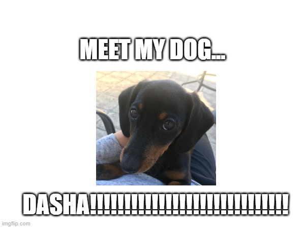 My dog! | MEET MY DOG... DASHA!!!!!!!!!!!!!!!!!!!!!!!!!!!!! | image tagged in my dog,don't be folled by her cuteness xd | made w/ Imgflip meme maker