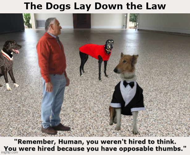 The Dogs Lay Down the Law | image tagged in dog,dogs,human,humans,opposable thumbs,memes | made w/ Imgflip meme maker