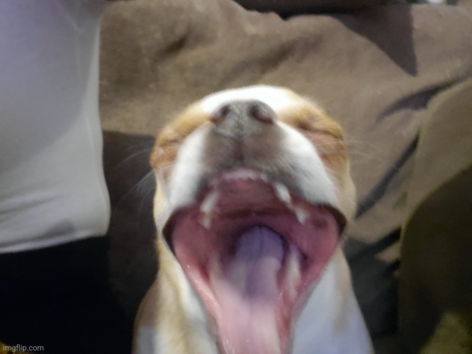 Temp of my dog yawning | image tagged in scream | made w/ Imgflip meme maker