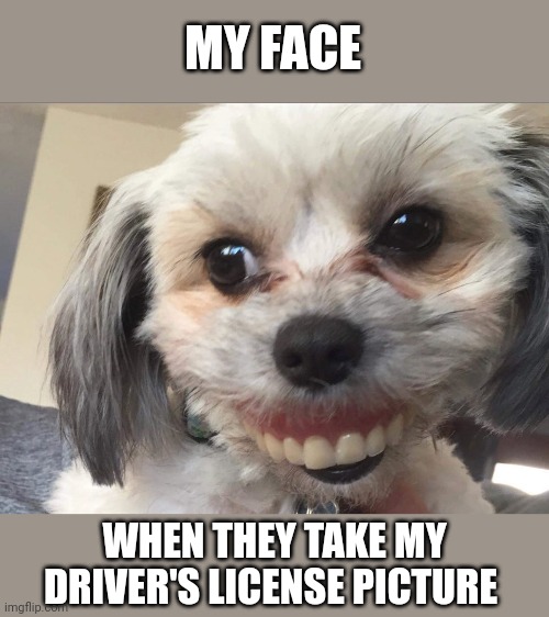 How my driver's license picture will look | MY FACE; WHEN THEY TAKE MY DRIVER'S LICENSE PICTURE | image tagged in memes | made w/ Imgflip meme maker