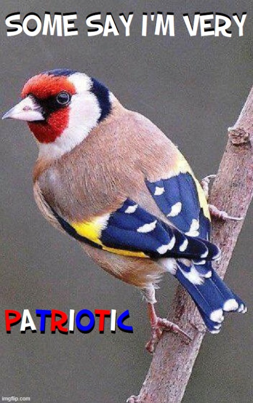 European Finch likes America | image tagged in vince vance,patriotic,birds,birb,memes,red white and blue | made w/ Imgflip meme maker