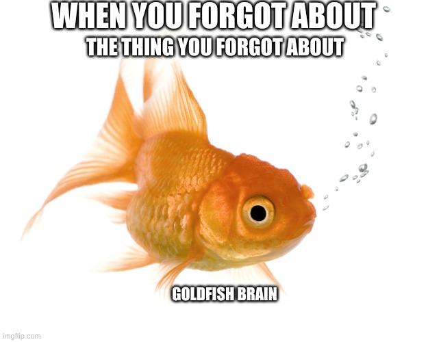 You are now stupid | WHEN YOU FORGOT ABOUT; THE THING YOU FORGOT ABOUT; GOLDFISH BRAIN | image tagged in bad memory goldfish,stupid | made w/ Imgflip meme maker