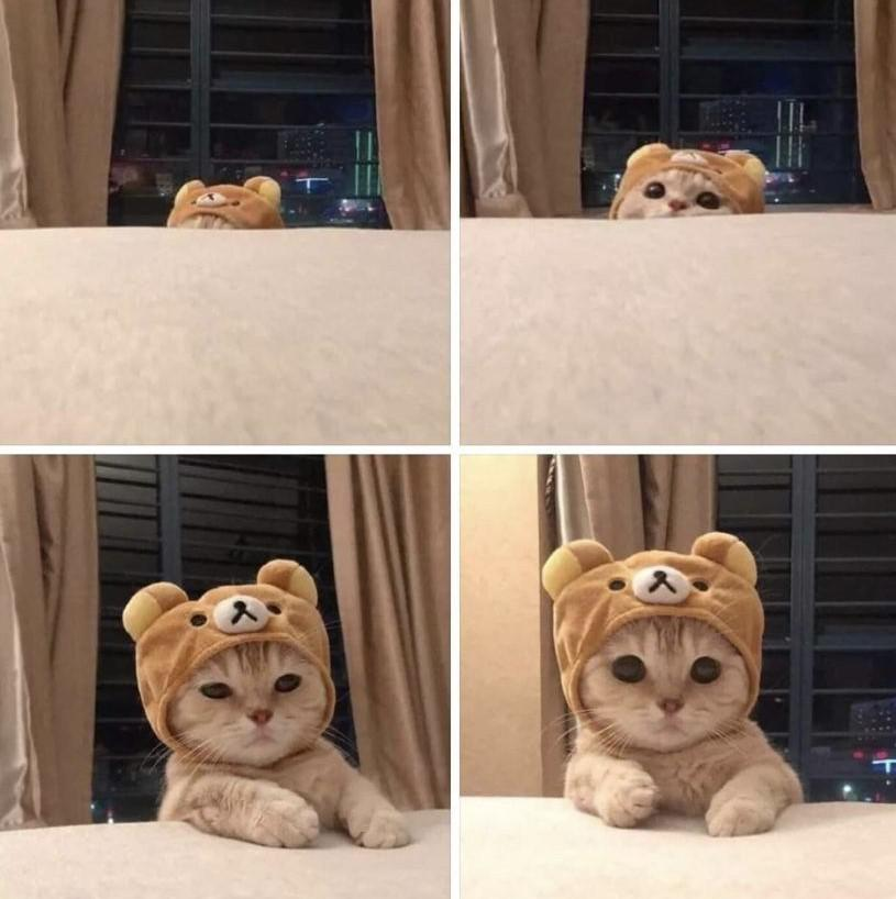 Cat With a Bear Hat Blank Meme Template