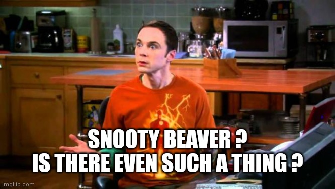 sheldon | SNOOTY BEAVER ?
IS THERE EVEN SUCH A THING ? | image tagged in sheldon | made w/ Imgflip meme maker