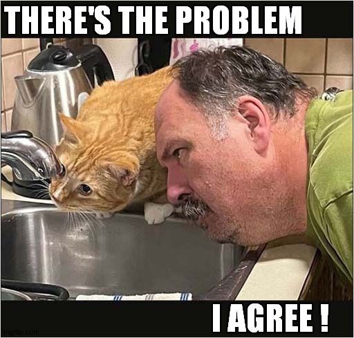 Consulting The Cat Plumbing Expert ! | THERE'S THE PROBLEM; I AGREE ! | image tagged in cats,plumbing,expert | made w/ Imgflip meme maker