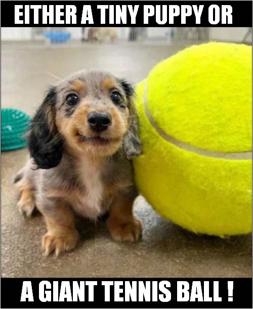 You Decide ! | EITHER A TINY PUPPY OR; A GIANT TENNIS BALL ! | image tagged in dogs,tennis ball,you decide | made w/ Imgflip meme maker