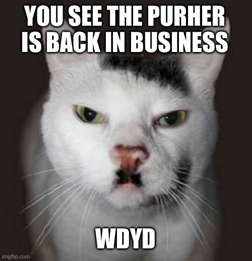 Nazi Cat | YOU SEE THE PURHER IS BACK IN BUSINESS; WDYD | image tagged in nazi cat | made w/ Imgflip meme maker