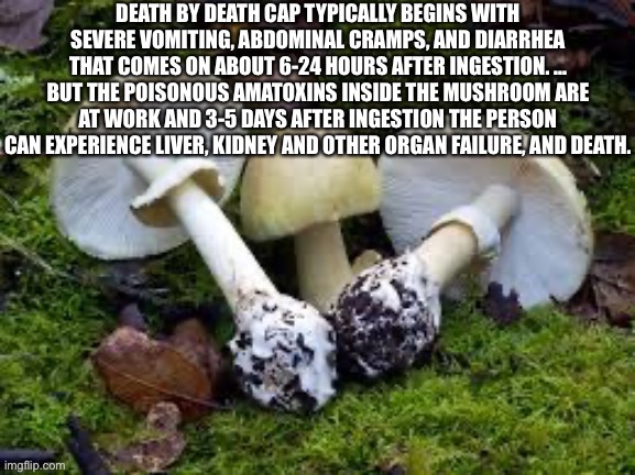 Death cap | image tagged in death cap | made w/ Imgflip meme maker