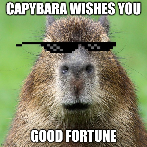 capybara | CAPYBARA WISHES YOU; GOOD FORTUNE | image tagged in animals | made w/ Imgflip meme maker