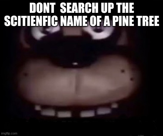 Freddy | DONT  SEARCH UP THE SCITIENFIC NAME OF A PINE TREE | image tagged in freddy | made w/ Imgflip meme maker