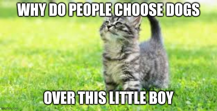 shoutout to all those cat people | WHY DO PEOPLE CHOOSE DOGS; OVER THIS LITTLE BOY | image tagged in cat | made w/ Imgflip meme maker