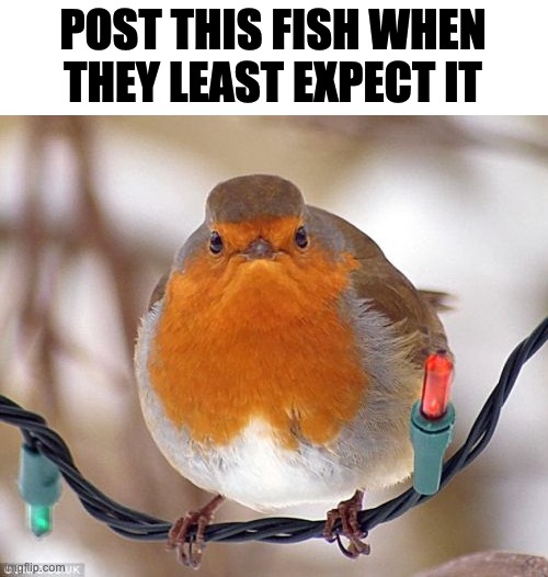 Bah Humbug Meme | POST THIS FISH WHEN THEY LEAST EXPECT IT | image tagged in memes | made w/ Imgflip meme maker