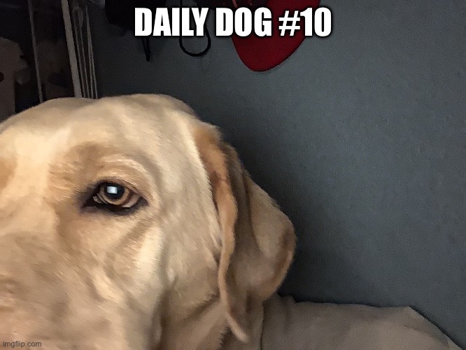 10 | DAILY DOG #10 | image tagged in doge | made w/ Imgflip meme maker