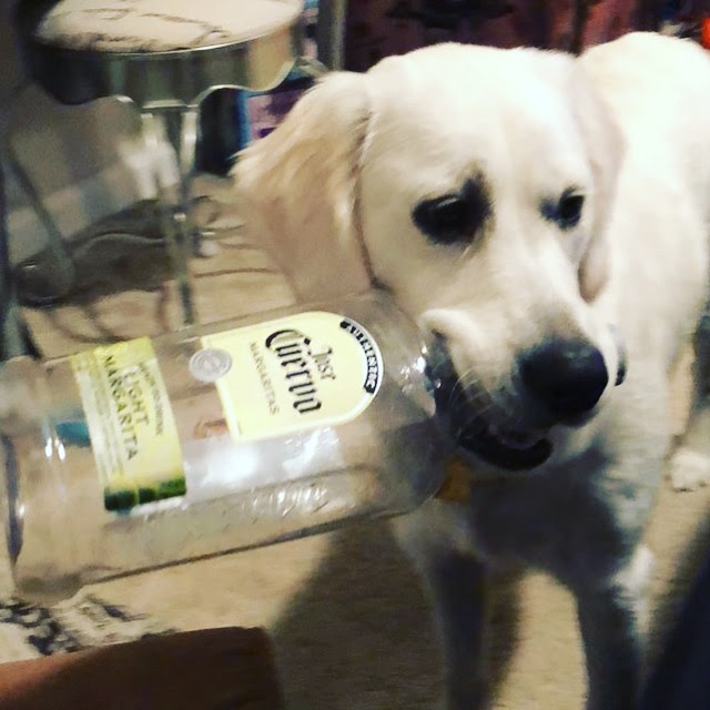 Tequila Party Pup Blank Meme Template