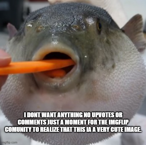 pufferfish eating carrot | I DONT WANT ANYTHING NO UPVOTES OR COMMENTS JUST A MOMENT FOR THE IMGFLIP COMUNITY TO REALIZE THAT THIS IA A VERY CUTE IMAGE. | image tagged in pufferfish eating carrot | made w/ Imgflip meme maker