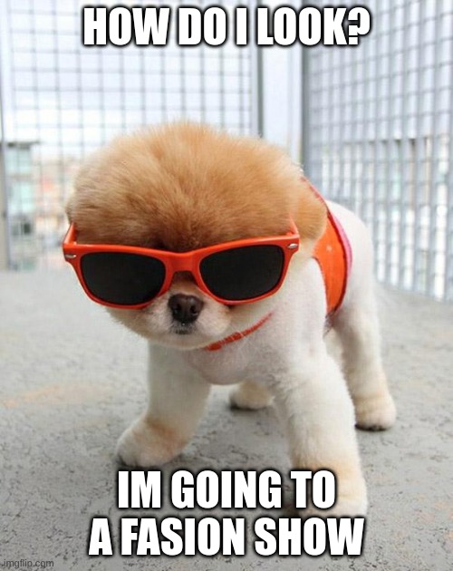 Cute Puppies | HOW DO I LOOK? IM GOING TO A FASION SHOW | image tagged in cute puppies | made w/ Imgflip meme maker