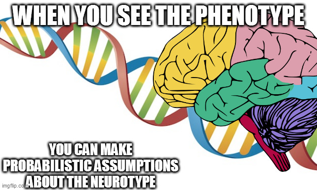 WHEN YOU SEE THE PHENOTYPE; YOU CAN MAKE PROBABILISTIC ASSUMPTIONS ABOUT THE NEUROTYPE | image tagged in memes | made w/ Imgflip meme maker