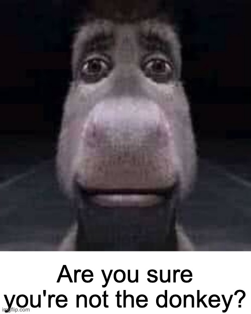Donkey staring | Are you sure you're not the donkey? | image tagged in donkey staring | made w/ Imgflip meme maker