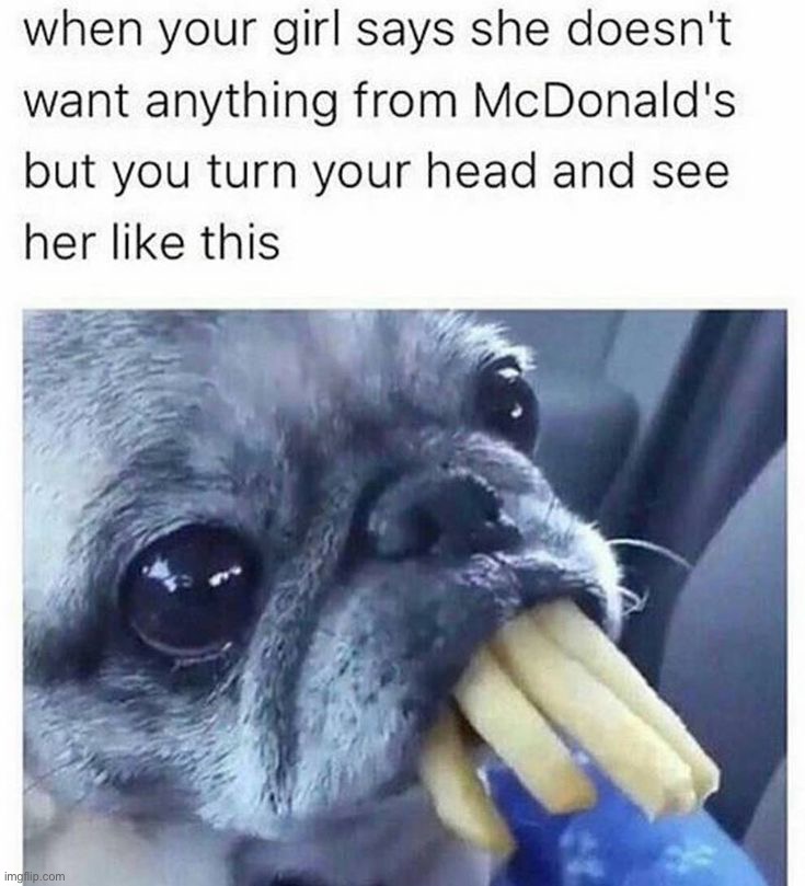 image tagged in memes,funny,dogs | made w/ Imgflip meme maker