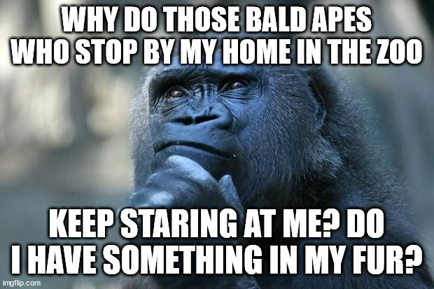 Deep Thoughts | WHY DO THOSE BALD APES WHO STOP BY MY HOME IN THE ZOO; KEEP STARING AT ME? DO I HAVE SOMETHING IN MY FUR? | image tagged in deep thoughts | made w/ Imgflip meme maker