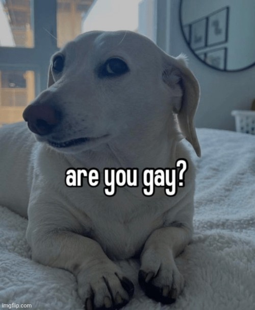 are you gay dog | image tagged in are you gay dog | made w/ Imgflip meme maker