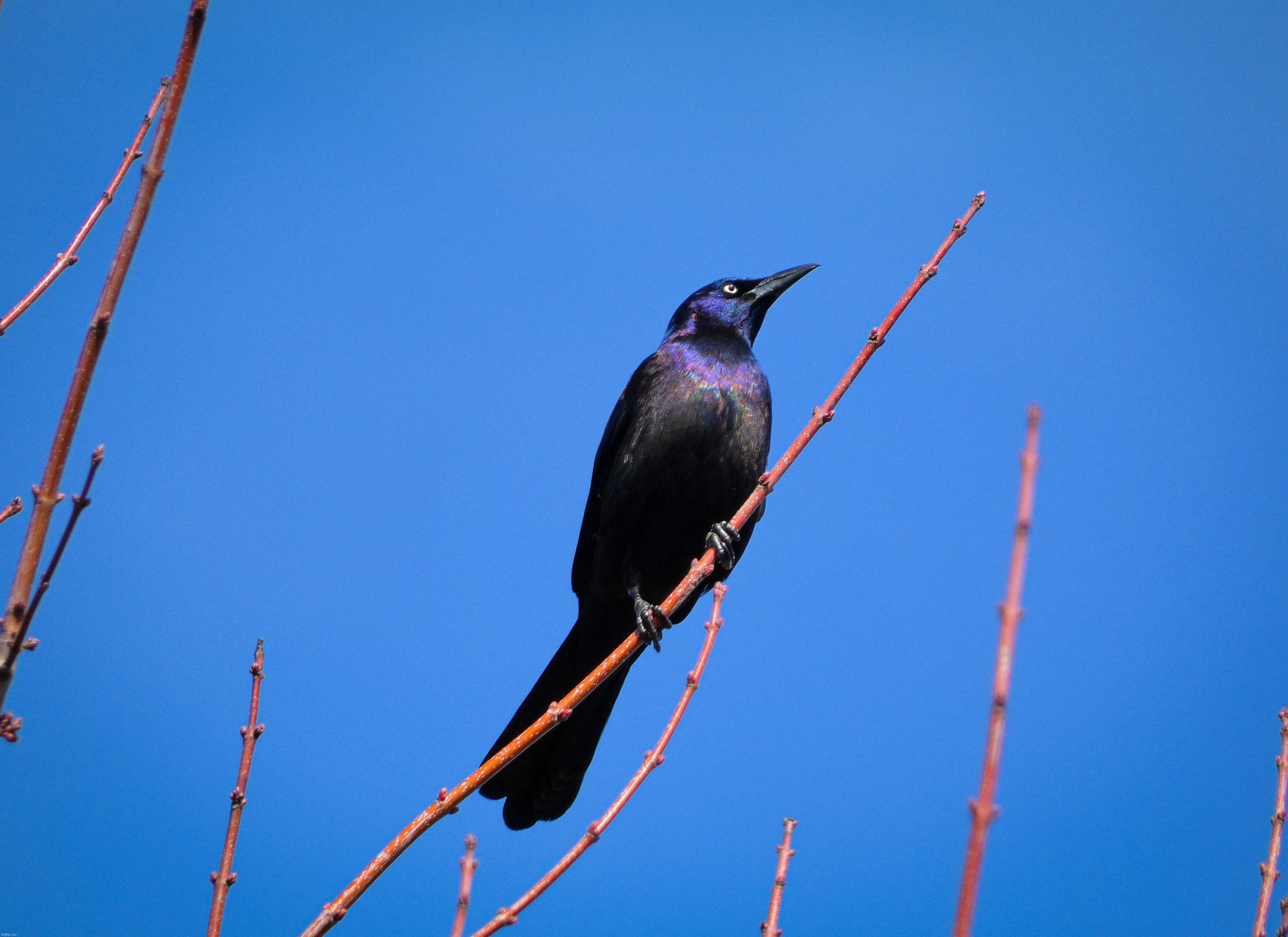 A picture of a grackle that I took a couple days ago | image tagged in share your own photos | made w/ Imgflip meme maker