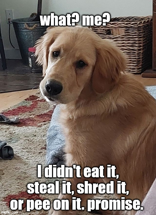 puppy I'm innocent! | what? me? I didn't eat it, steal it, shred it, or pee on it. promise. | image tagged in golden retriever | made w/ Imgflip meme maker