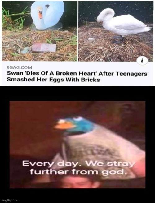 Poor swan | image tagged in everyday we stray further from god,reposts,repost,swan,eggs,memes | made w/ Imgflip meme maker
