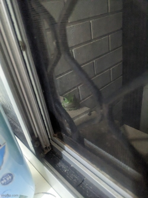 This little homie chills outside my bathroom window | image tagged in green tree frog,frog | made w/ Imgflip meme maker
