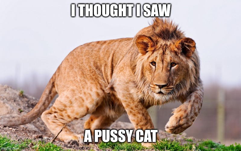 The Beast | I THOUGHT I SAW; A PUSSY CAT | image tagged in the beast | made w/ Imgflip meme maker