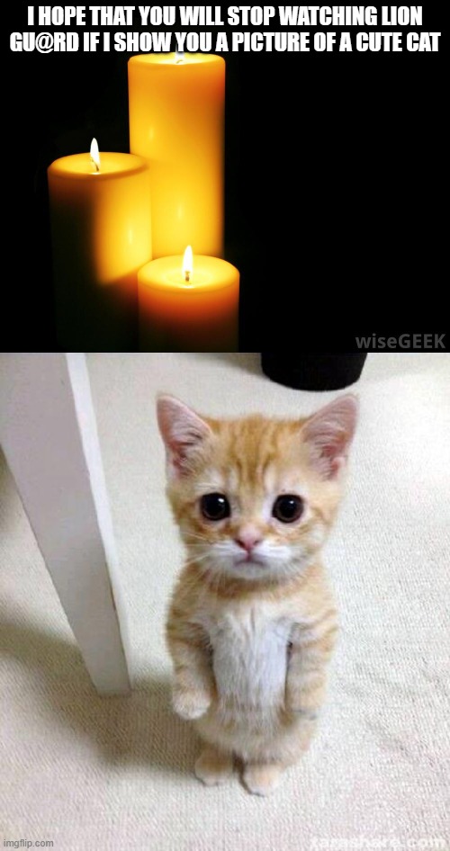 Please? | I HOPE THAT YOU WILL STOP WATCHING LION GU@RD IF I SHOW YOU A PICTURE OF A CUTE CAT | image tagged in hope candles,memes,cute cat,the lion guard | made w/ Imgflip meme maker