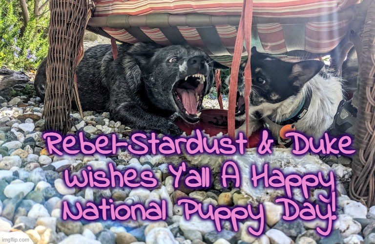 Happy National Puppy Day! | Rebel-Stardust & Duke
Wishes Y'all A Happy
National Puppy Day! | image tagged in dogs,chihuahua,heeler,australian cattle dog,puppies,national puppy day | made w/ Imgflip meme maker