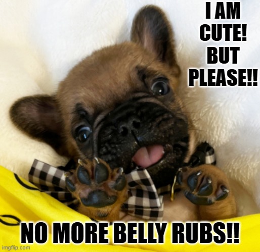 PLEASE!!!! No more belly rubs!! | I AM CUTE! BUT PLEASE!! NO MORE BELLY RUBS!! | image tagged in dogs,cute puppies,puppy love | made w/ Imgflip meme maker