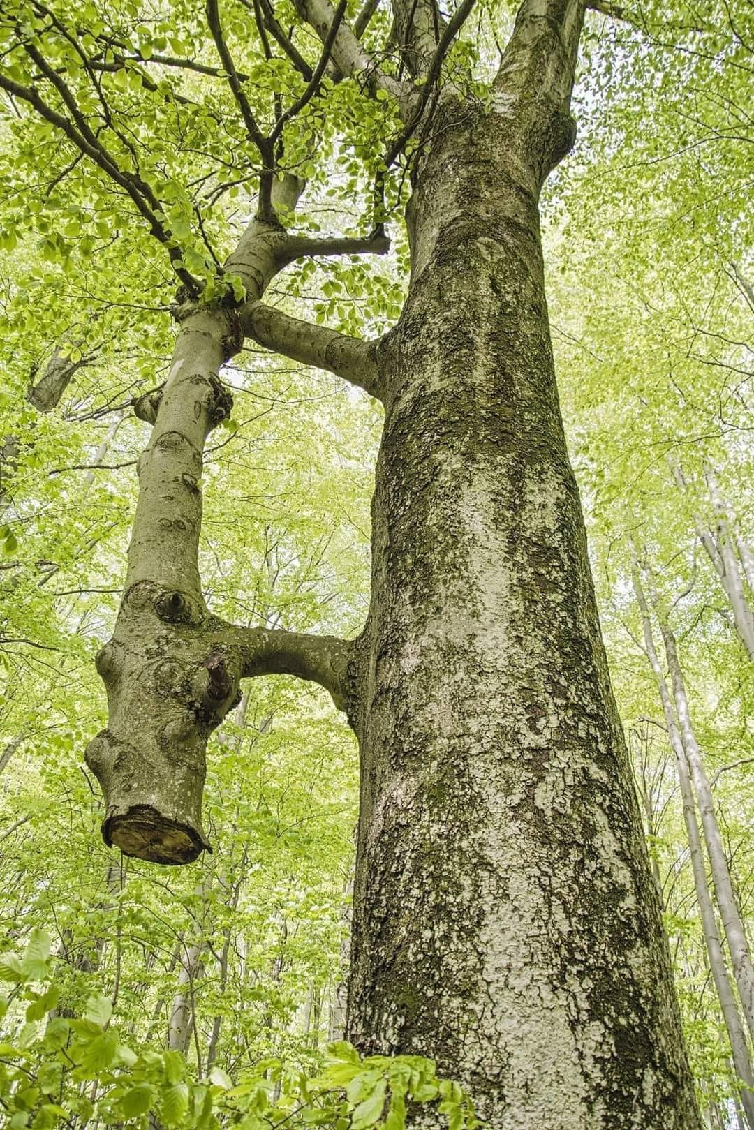 Tree pair Blank Meme Template