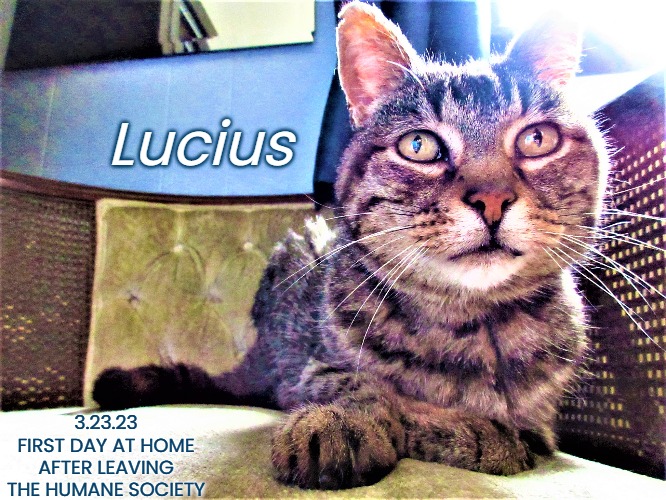 Lucius 3.23.23 First Day at Home After Leaving the Humane Society | Lucius; 3.23.23
FIRST DAY AT HOME AFTER LEAVING THE HUMANE SOCIETY | image tagged in cats,photography,pets,i love cats,animals | made w/ Imgflip meme maker