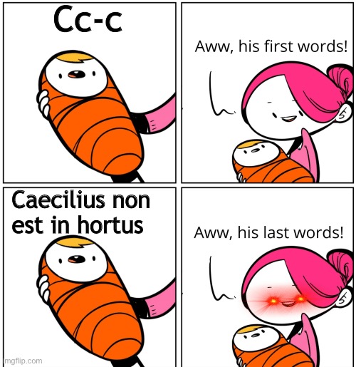 Caecili boy | Cc-c; Caecilius non est in hortus | image tagged in aww his last words | made w/ Imgflip meme maker